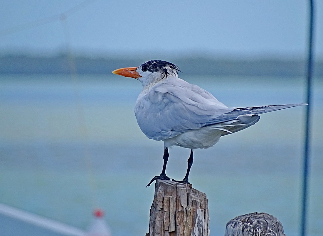 Royal Tern - Jens Thalund