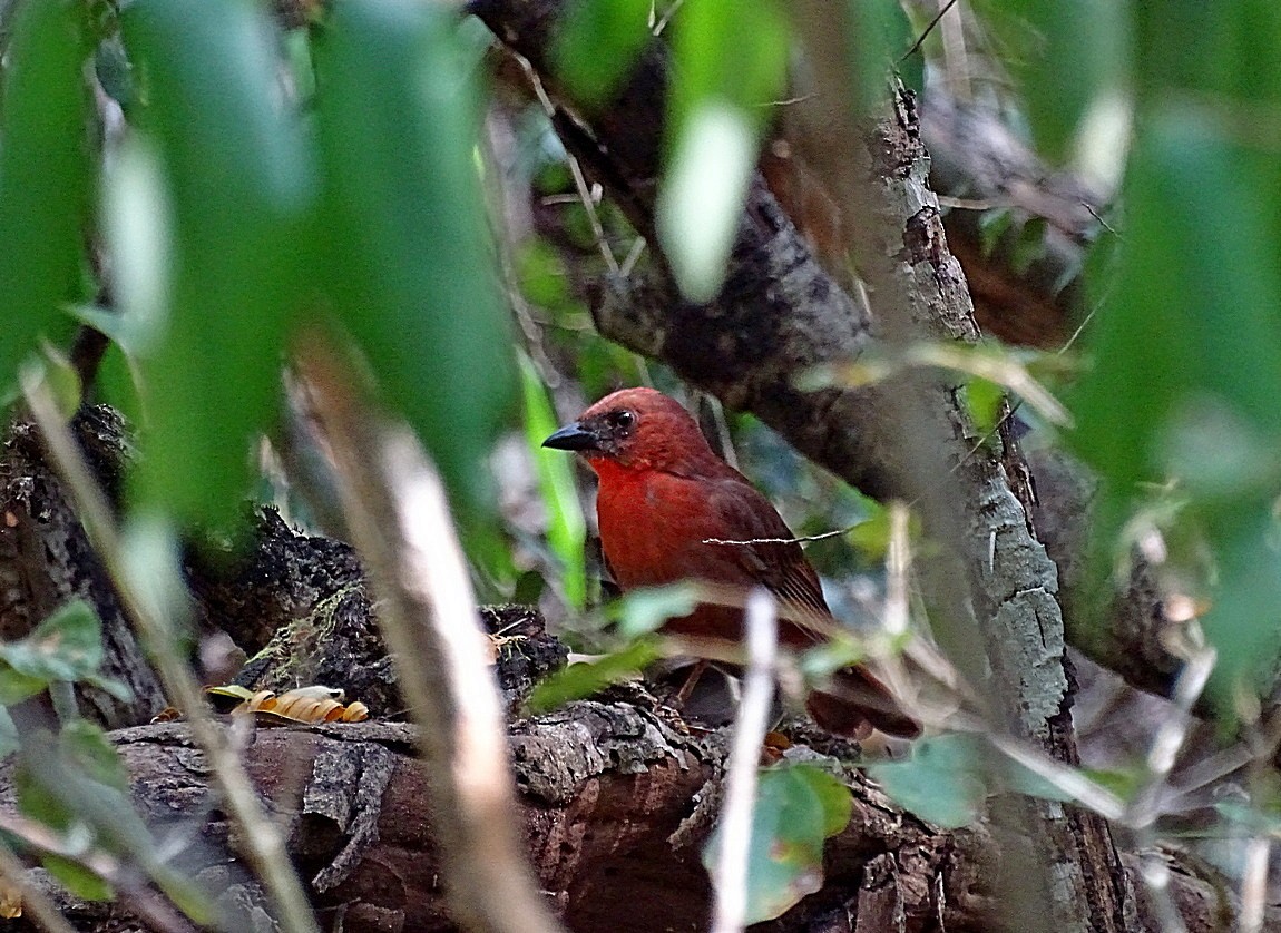 Red-throated Ant-Tanager (Salvin's) - Jens Thalund