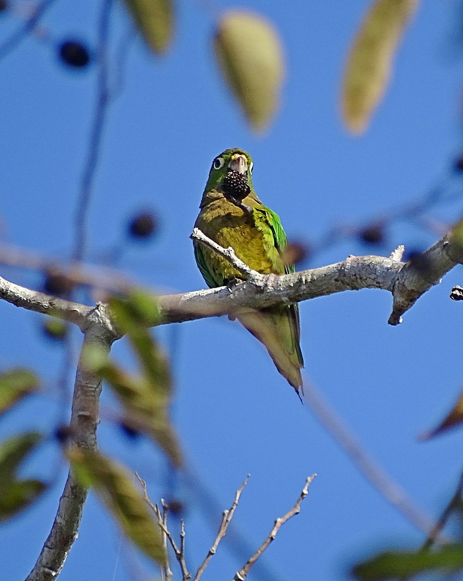 Olive-throated Parakeet (Aztec) - Jens Thalund