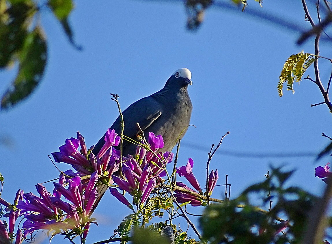 White-crowned Pigeon - ML205505811