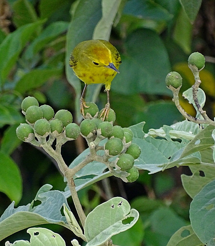 Yellow Warbler (Golden) - ML205505841