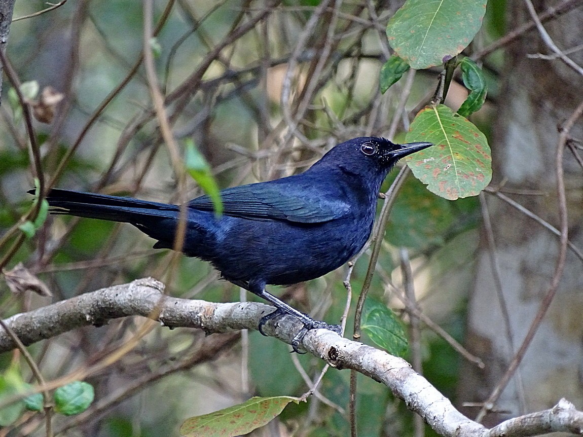 Black Catbird - ML205505911