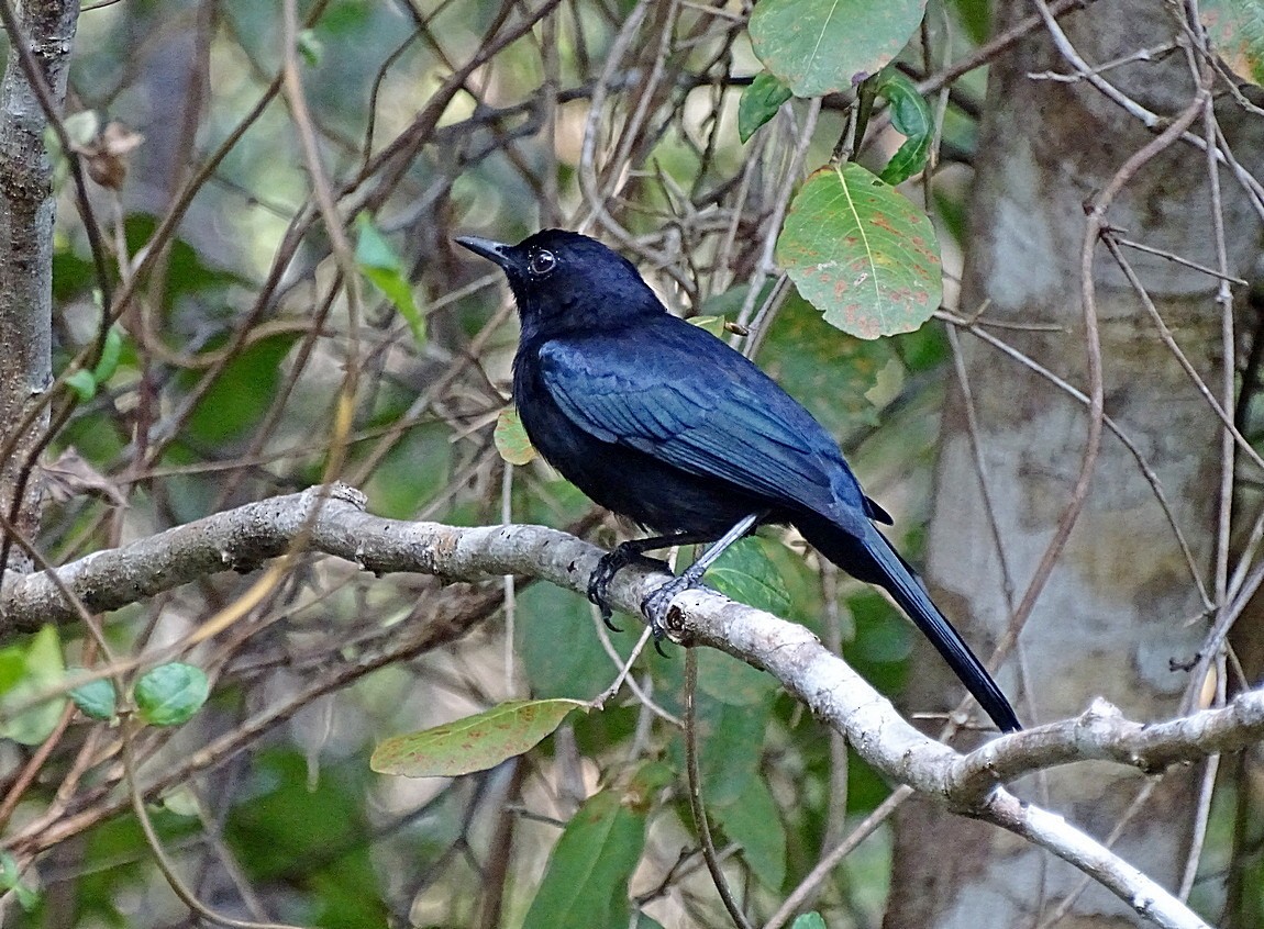 Black Catbird - ML205505921