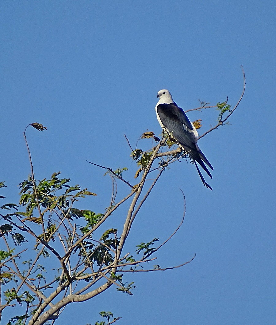 Swallow-tailed Kite - Jens Thalund