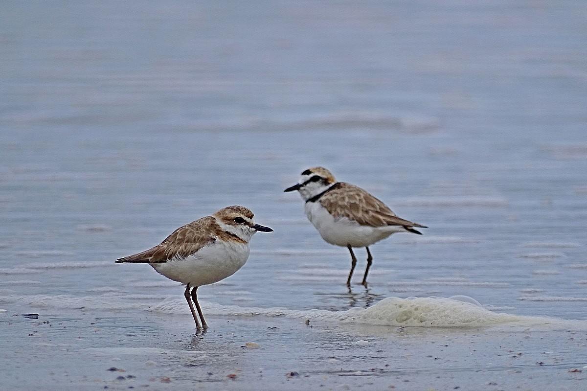 Malaysian Plover - Jens Thalund