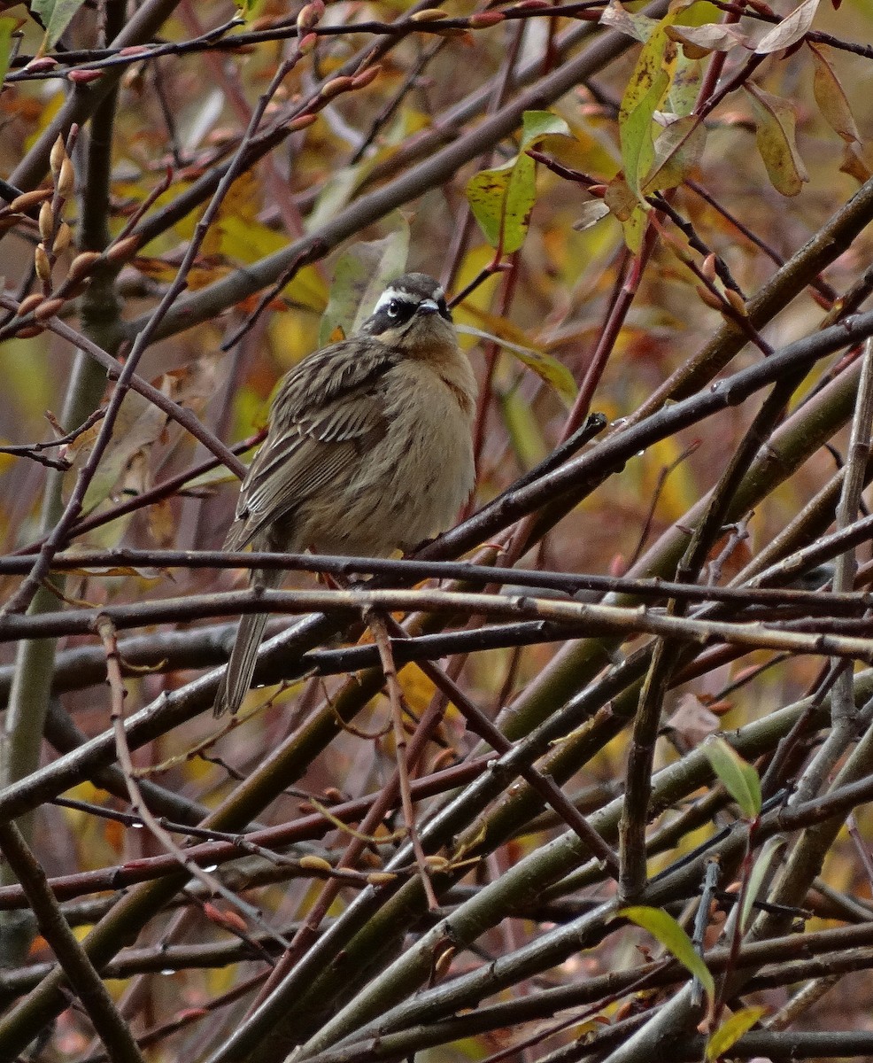 Brown Accentor - ML205506361
