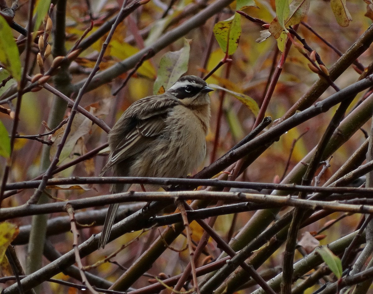 Brown Accentor - ML205506371