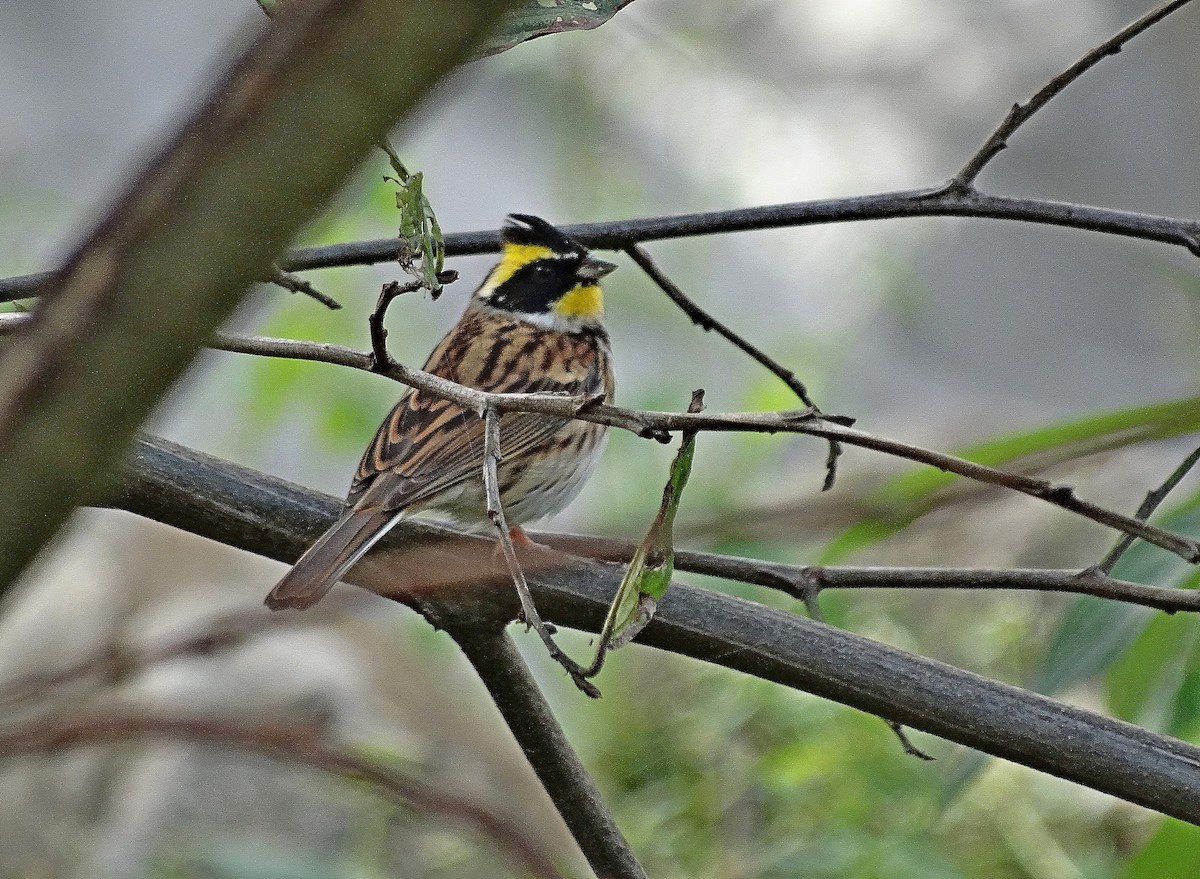 Yellow-throated Bunting - Jens Thalund