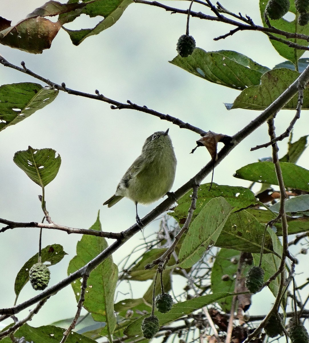 Yellow-browed Tit - ML205506451