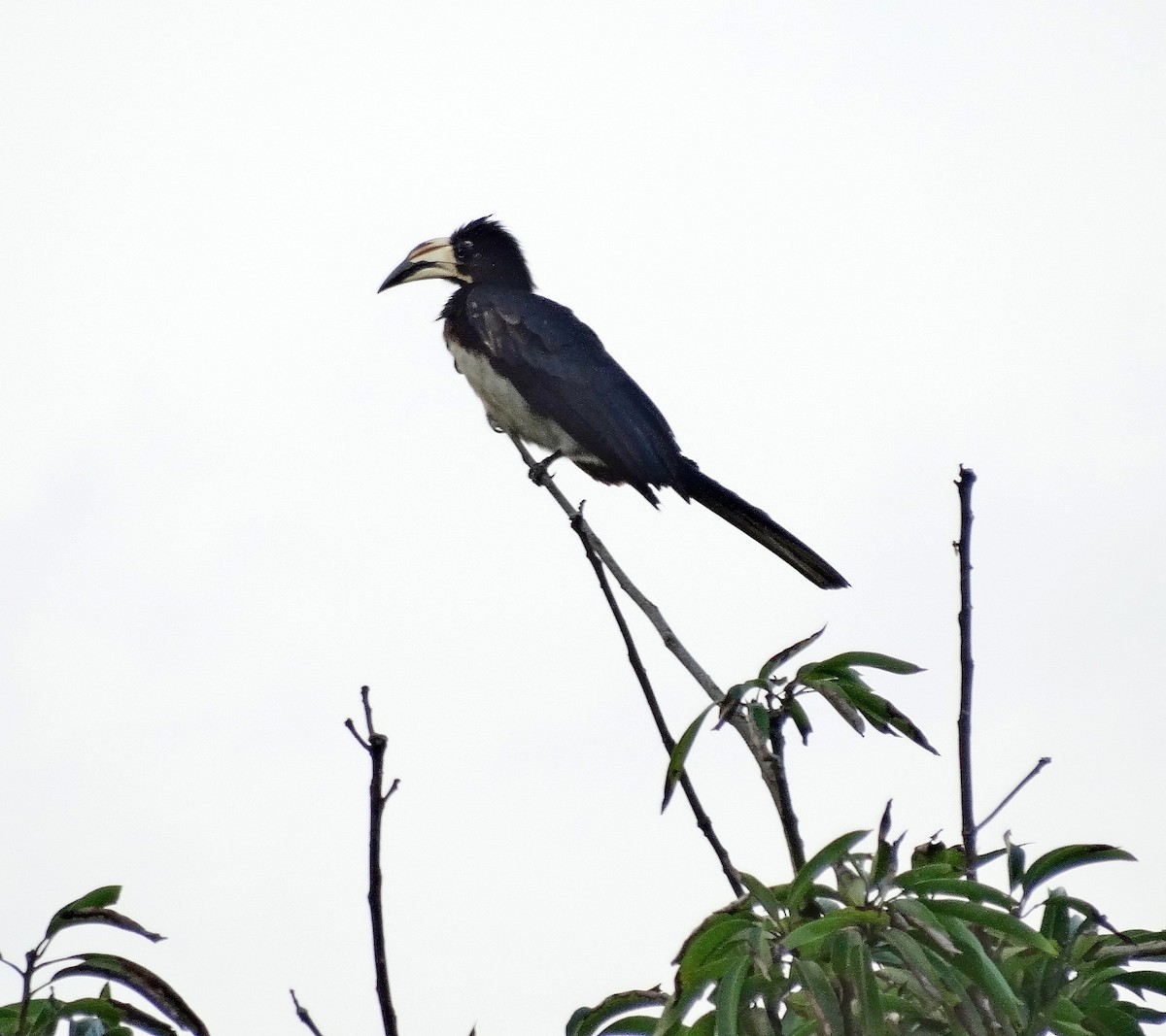 West African Pied Hornbill - Jens Thalund