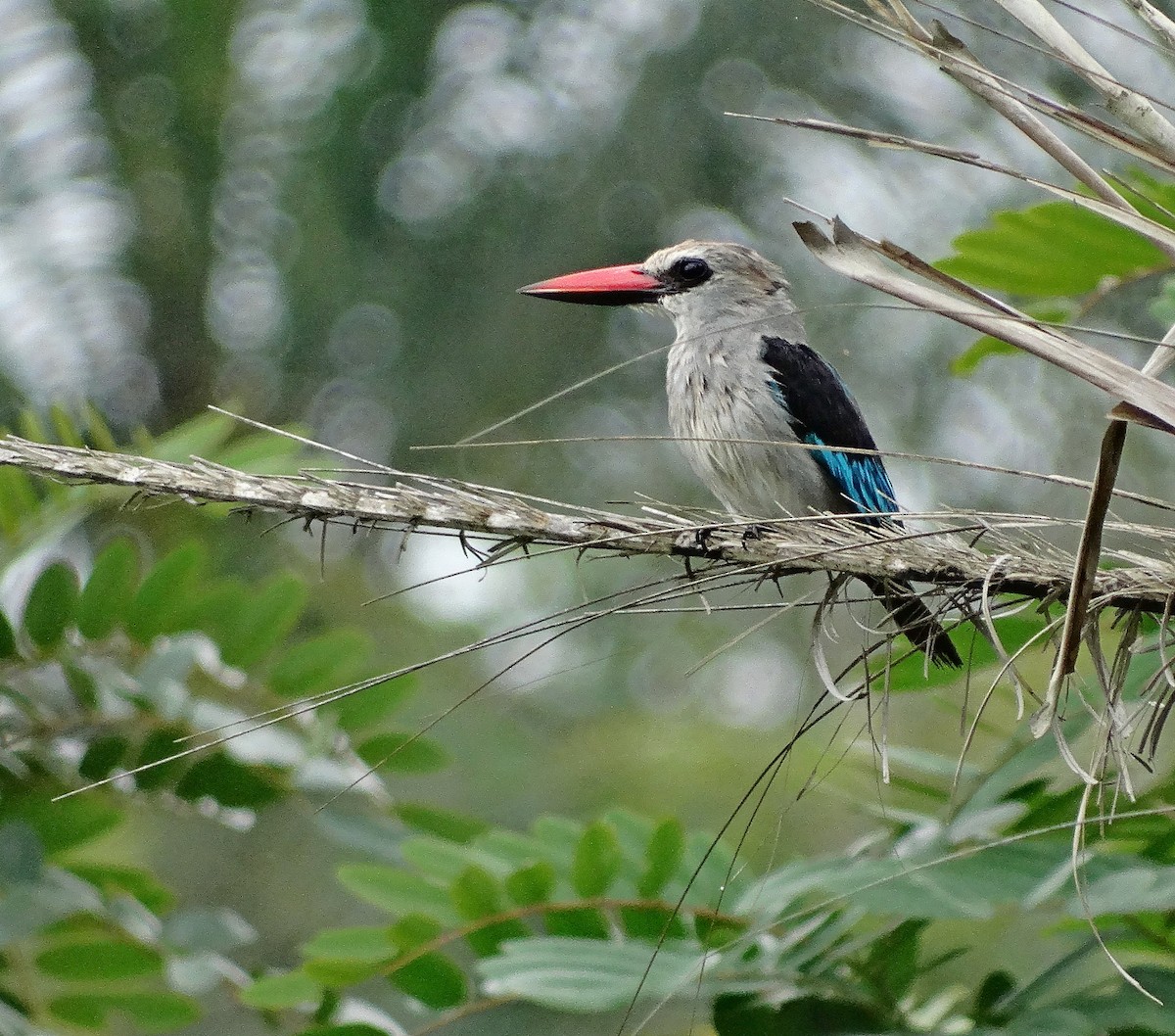 Woodland Kingfisher - Jens Thalund