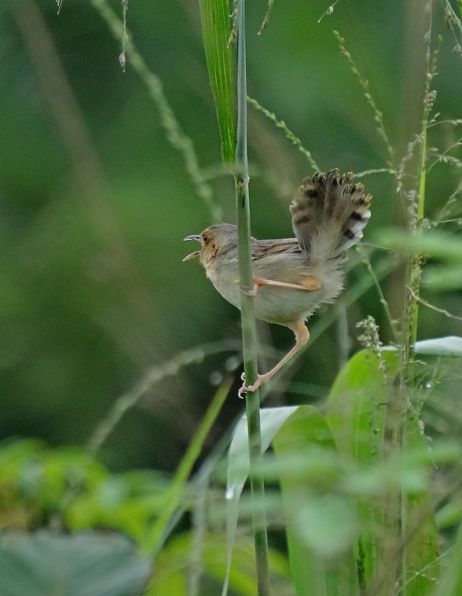 Red-faced Cisticola (Red-faced) - ML205506741