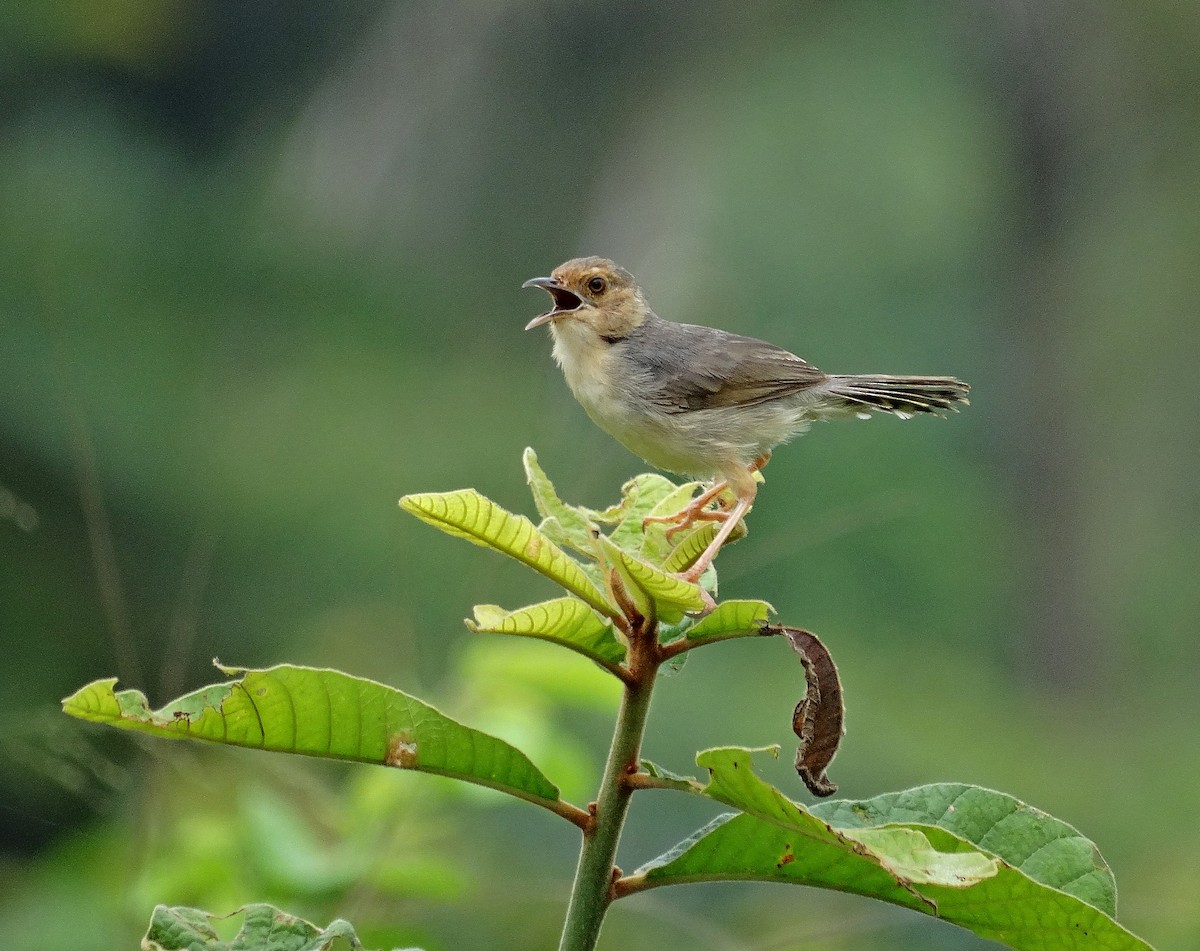 Red-faced Cisticola (Red-faced) - ML205506751