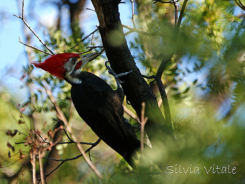 Black-bodied Woodpecker - Silvia Vitale