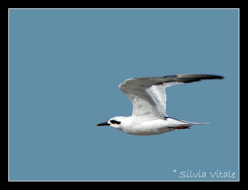 Snowy-crowned Tern - Silvia Vitale