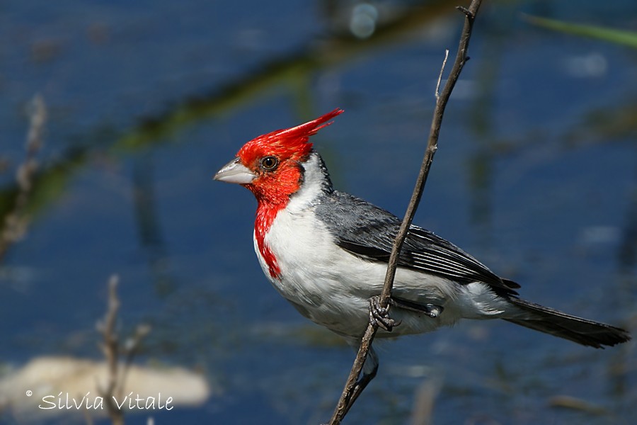 Red-crested Cardinal - Silvia Vitale