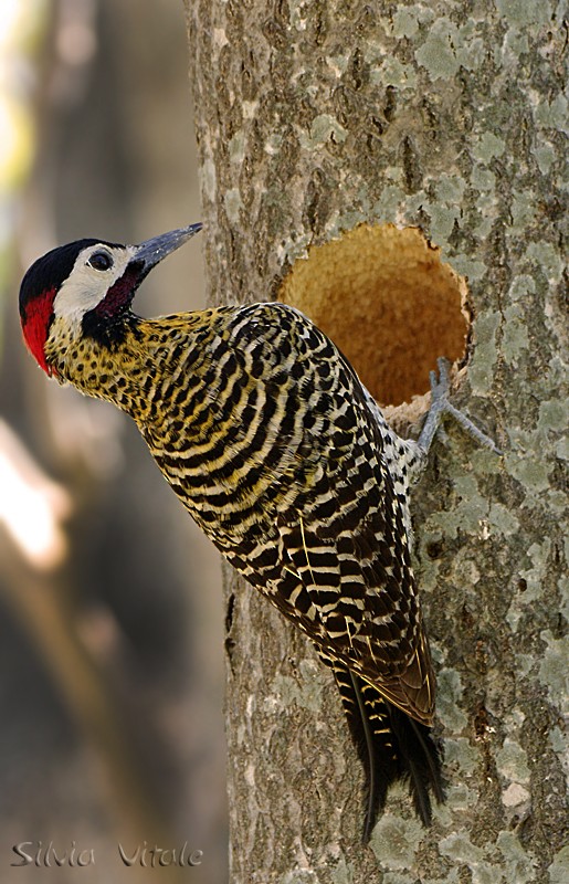 Green-barred Woodpecker (Golden-breasted) - ML205507231