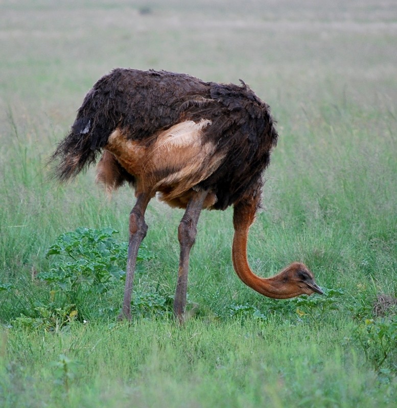 Common Ostrich - Igmar Grewar