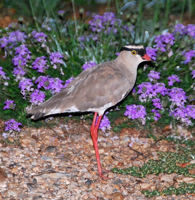 Crowned Lapwing - ML205507501