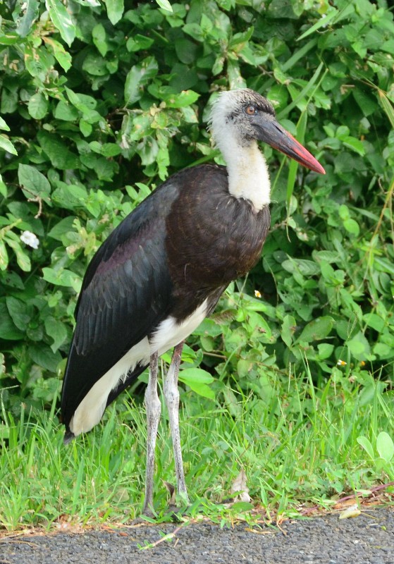African Woolly-necked Stork - Igmar Grewar