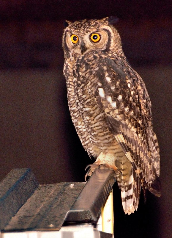 Spotted Eagle-Owl - Igmar Grewar