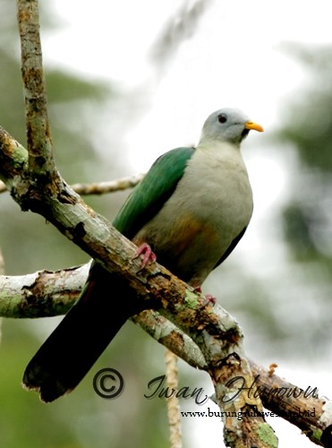 Maroon-chinned Fruit-Dove - ML205507711