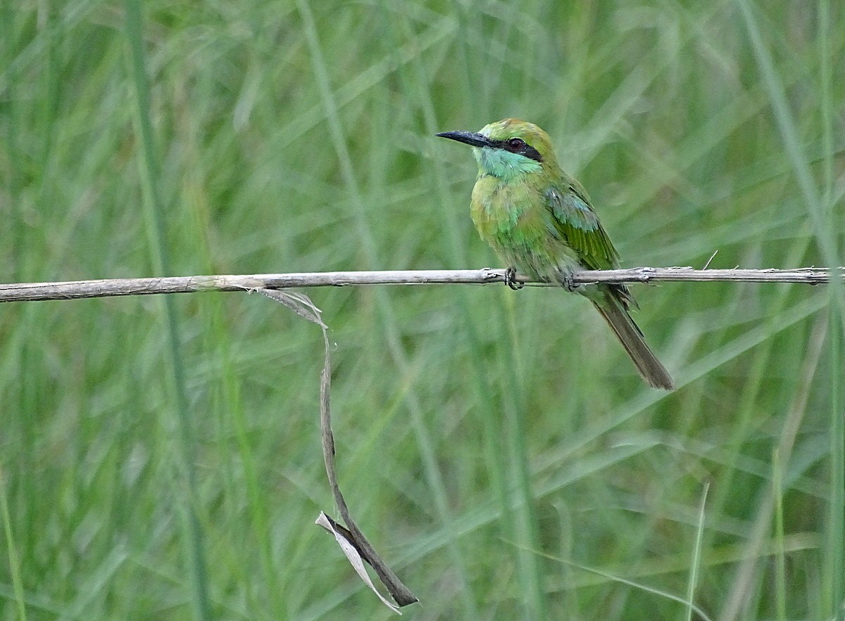 Asian Green Bee-eater - Jens Thalund