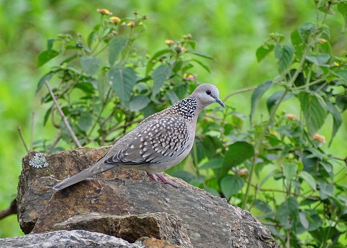 Spotted Dove (Western) - Jens Thalund