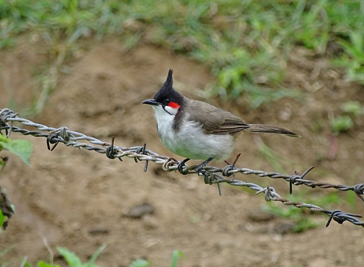 Red-whiskered Bulbul - Jens Thalund