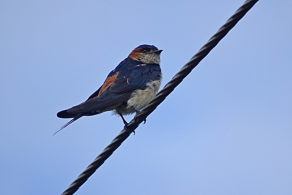 Red-rumped Swallow (Red-rumped) - Jens Thalund