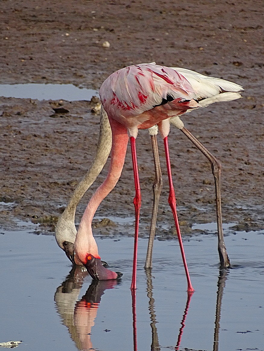 Lesser Flamingo - Jens Thalund
