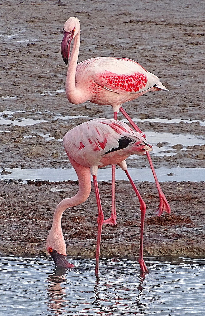 Lesser Flamingo - Jens Thalund