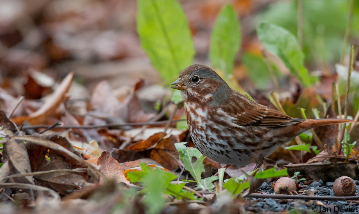Fox Sparrow (Red) - ML20550851