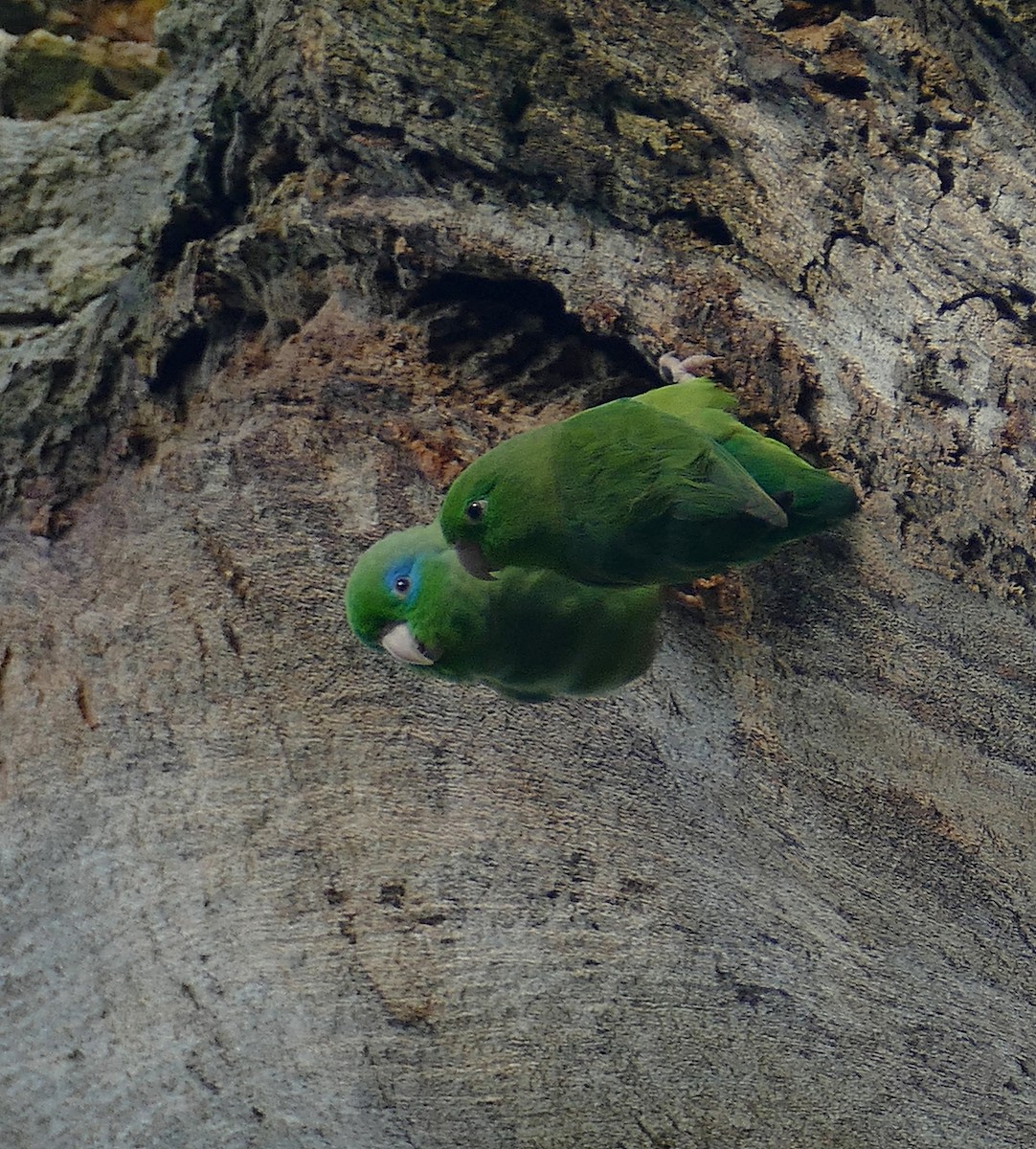Spectacled Parrotlet - Jens Thalund