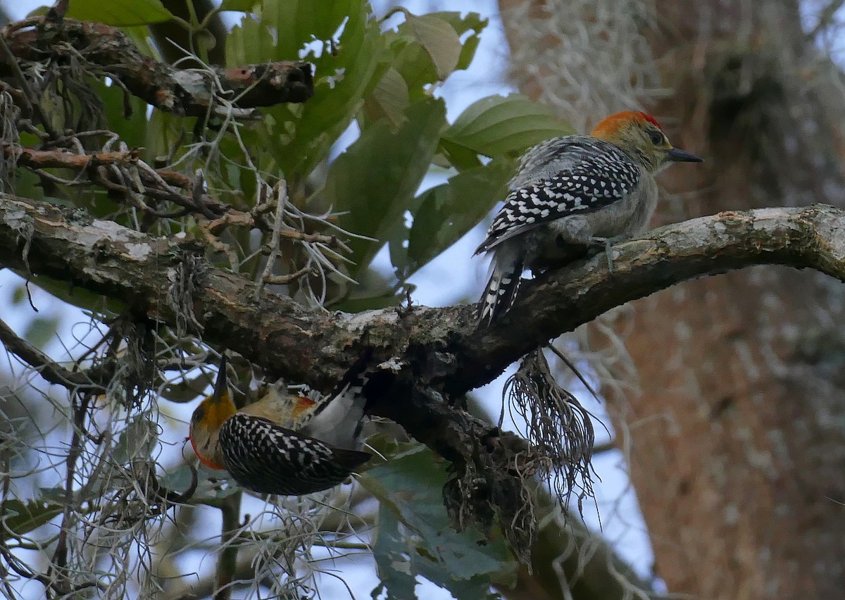 Red-crowned Woodpecker - ML205508571