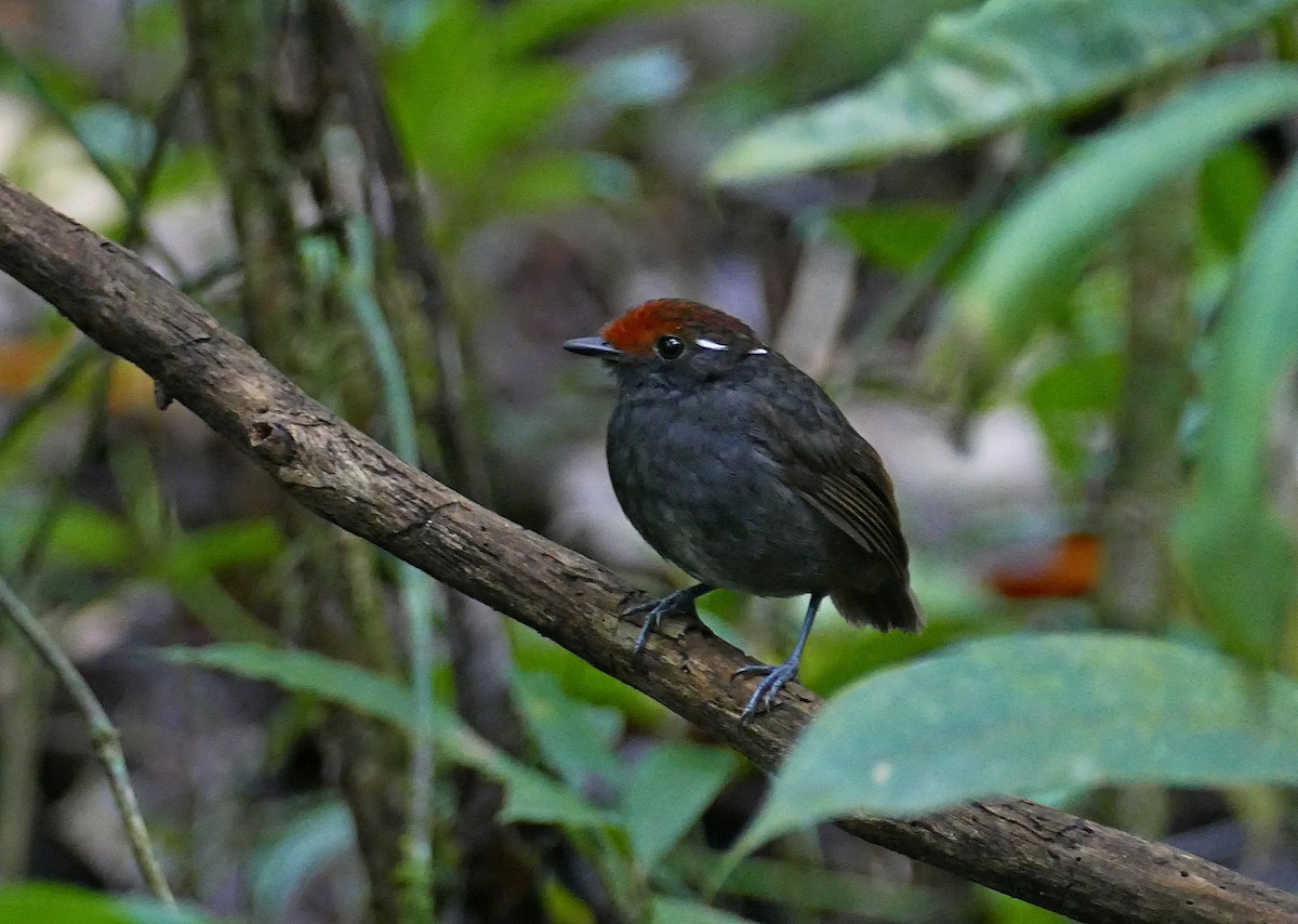 Chestnut-crowned Gnateater - Jens Thalund