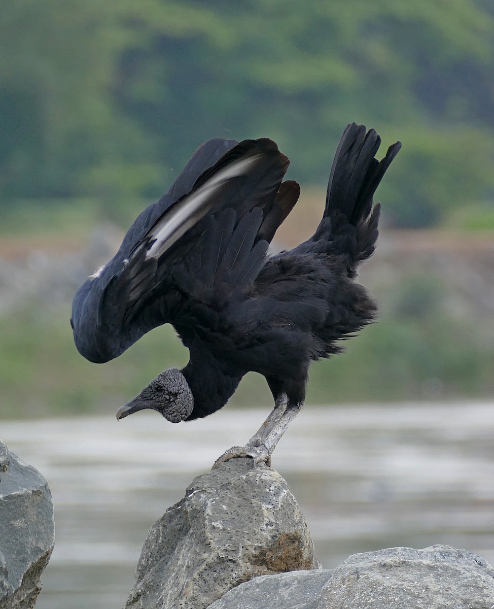 Black Vulture - Jens Thalund