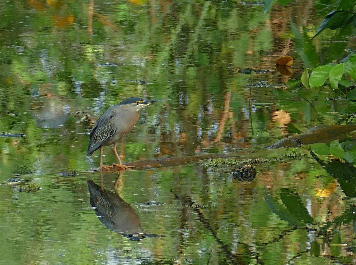Striated Heron (South American) - Jens Thalund