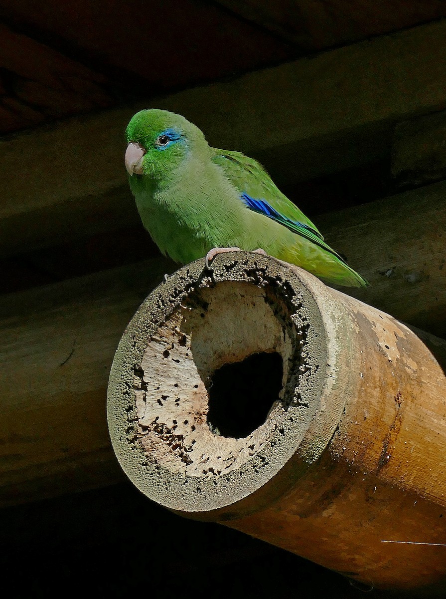 Spectacled Parrotlet - ML205508821