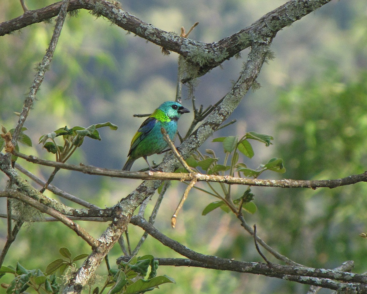 Green-headed Tanager - Jens Thalund