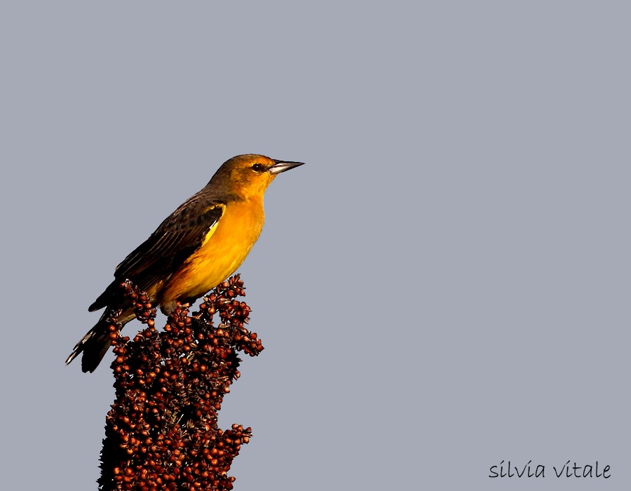 Saffron-cowled Blackbird - Silvia Vitale