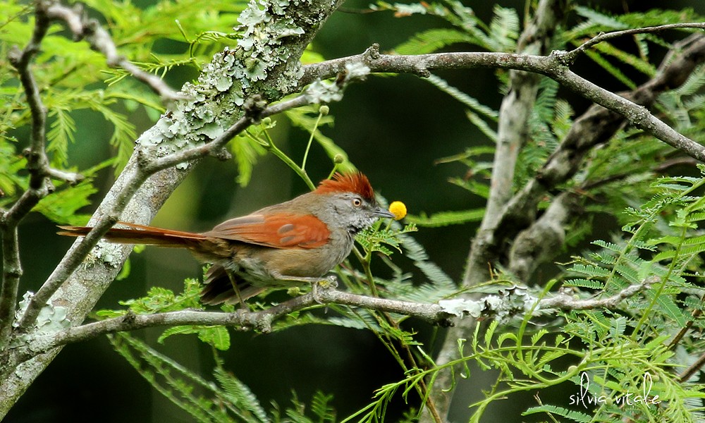 Sooty-fronted Spinetail - Silvia Vitale