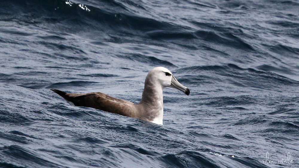 White-capped Albatross (cauta) - Silvia Vitale