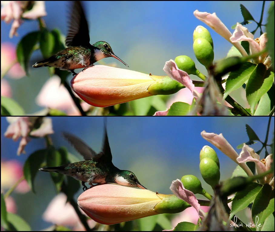 White-throated Hummingbird - Silvia Vitale