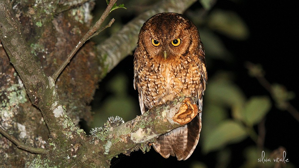 Montane Forest Screech-Owl - ML205509581