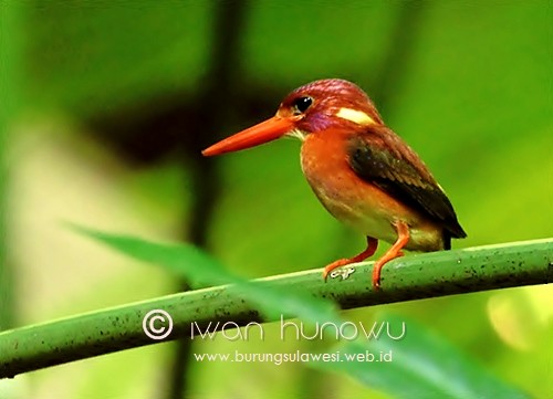 Sulawesi Dwarf-Kingfisher - ML205509651
