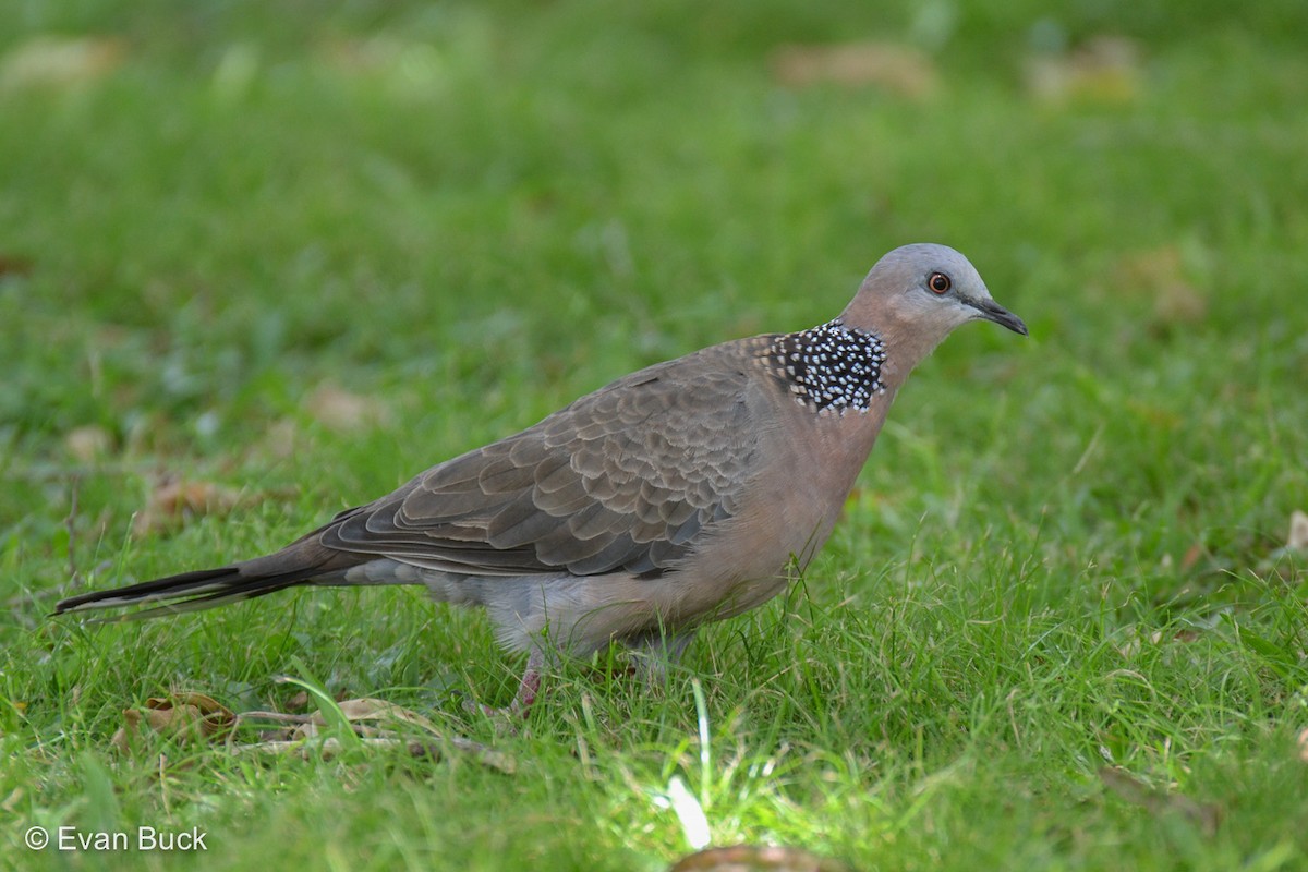 Spotted Dove - ML205509941