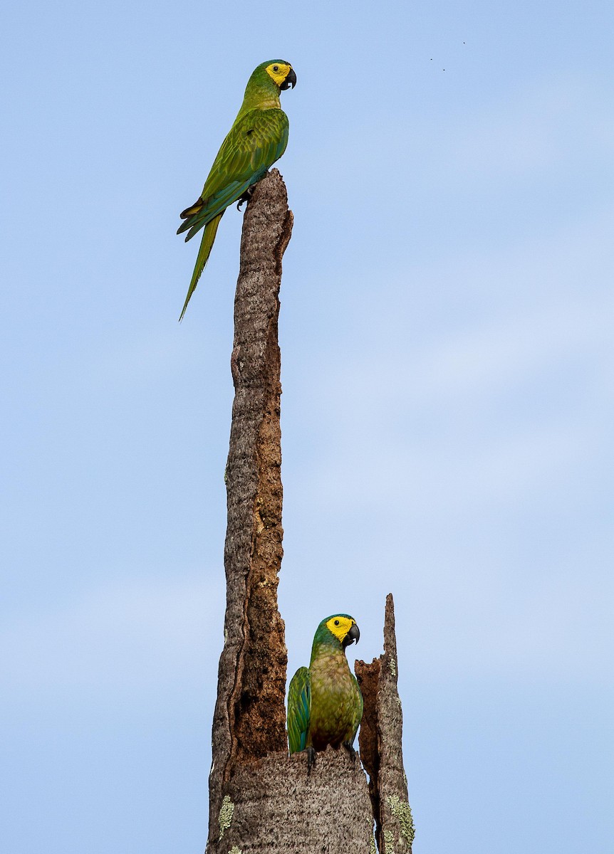 Red-bellied Macaw - ML205510171