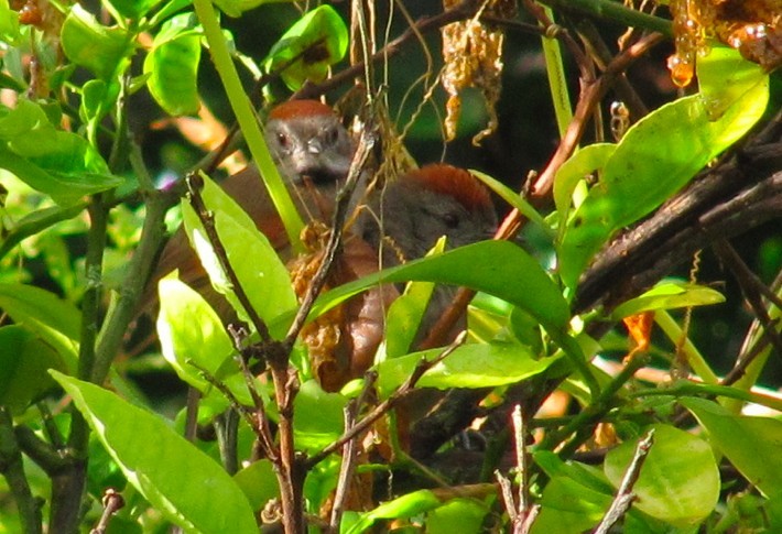 Silvery-throated Spinetail - ML205510201