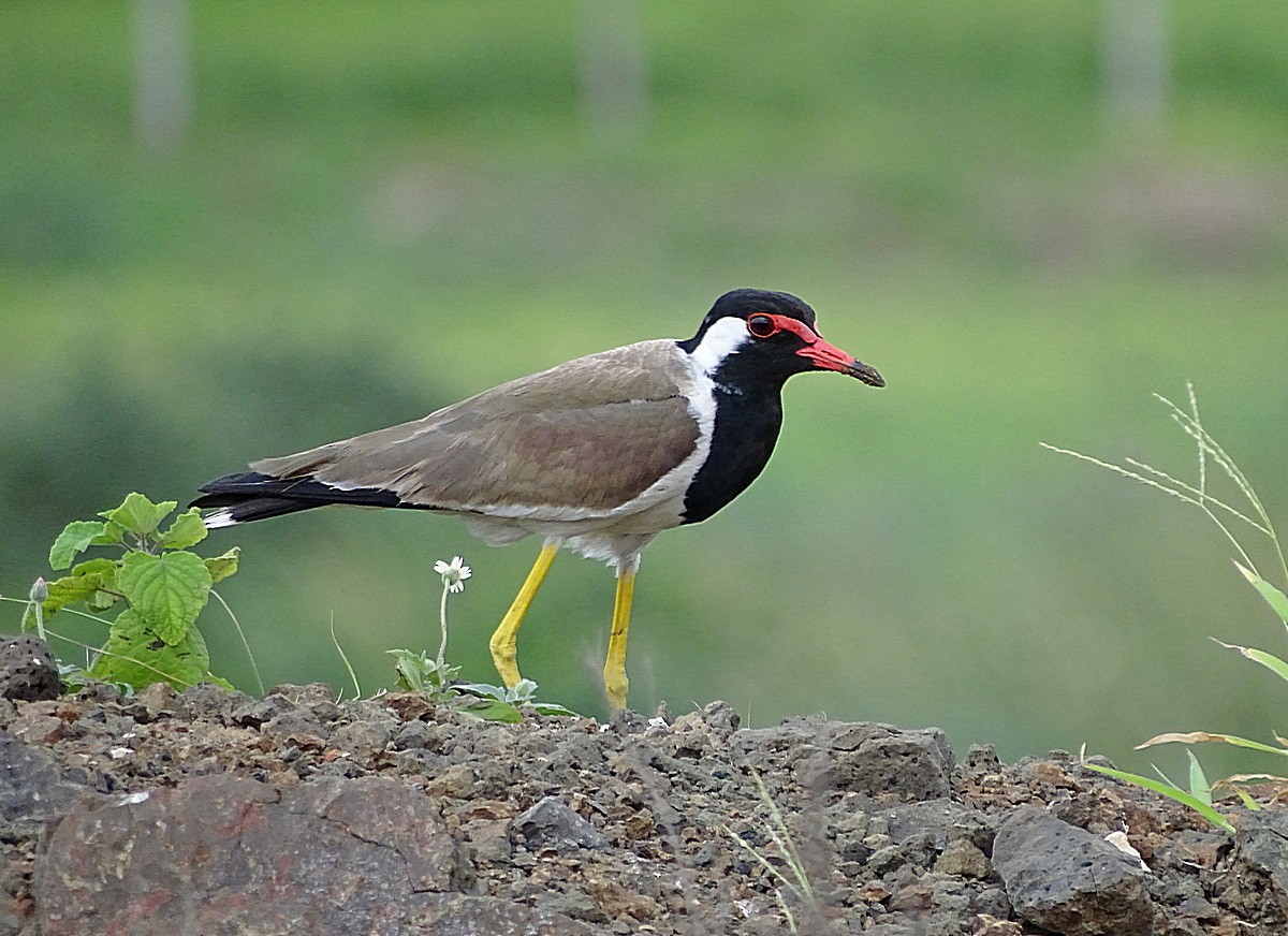 Red-wattled Lapwing - Jens Thalund